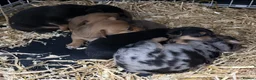 Jack Russell dogs for stud: Proven Jack Russell Stud - Advert 14