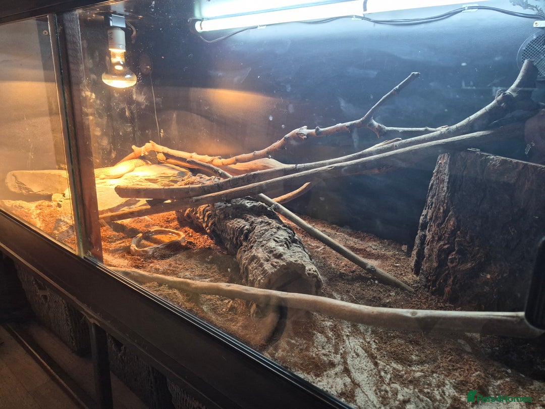 Monitor reptiles for sale: Ackie monitor( 3 years old) with setup - Advert 5