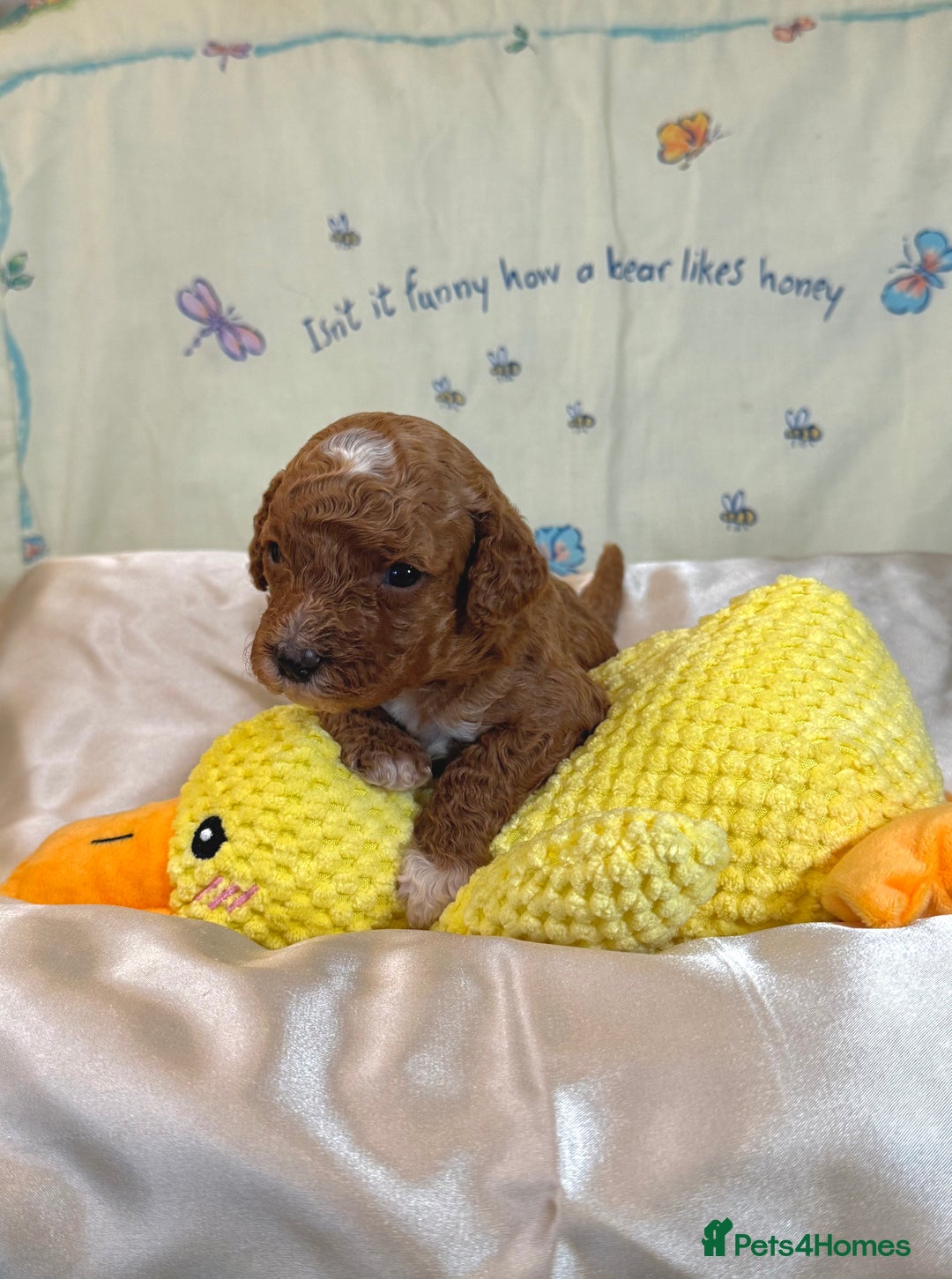 Cavapoo dogs for sale: 6 Cute Cavapoo puppies 6 - ready for homes in feb  - Advert 18