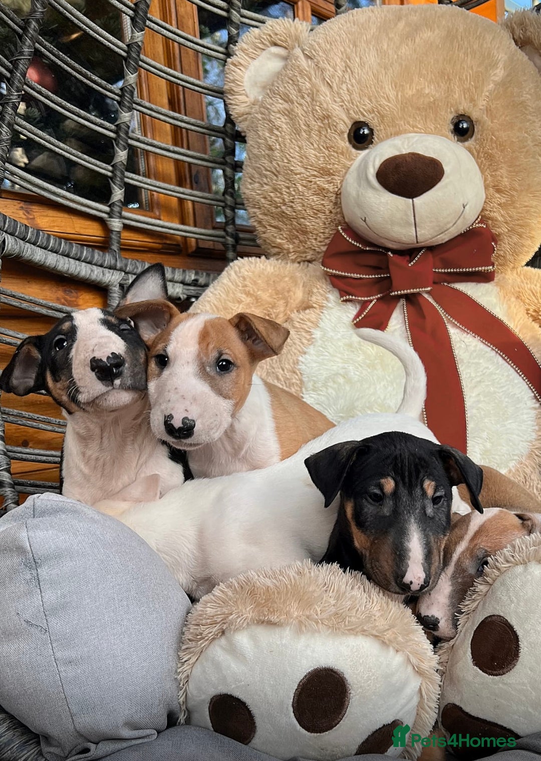 English Bull Terrier dogs for sale: Outstanding standard Bull terrier boys available  - Advert 5