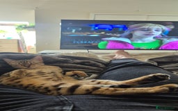 Bengal cats for sale: Bengal female  - Image 2