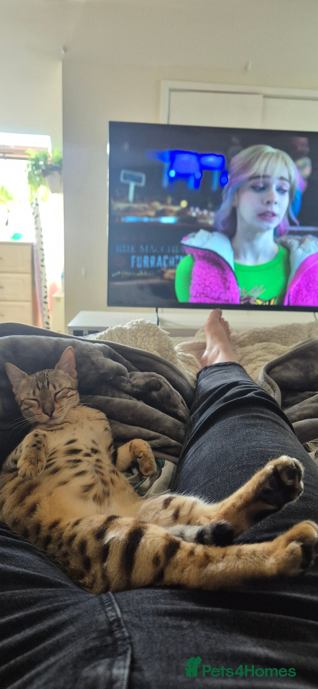 Bengal cats for sale: Bengal female  - Image 2