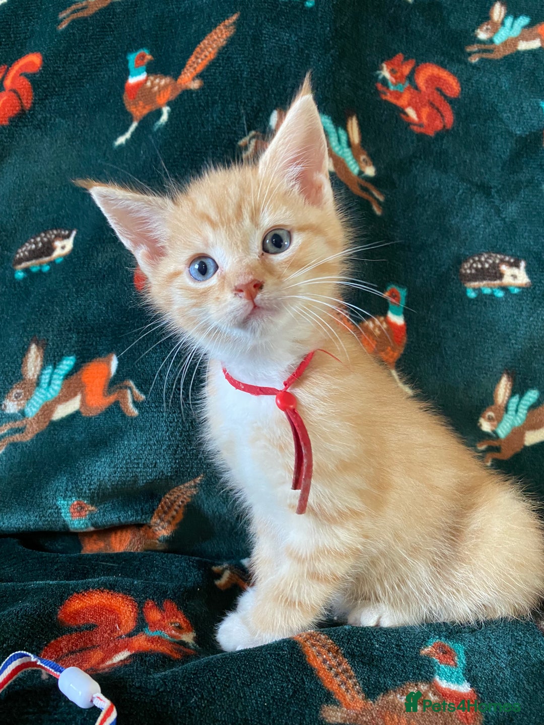 Maine Coon cats for sale: Maine Coon, BSH moggy mix - Advert 10