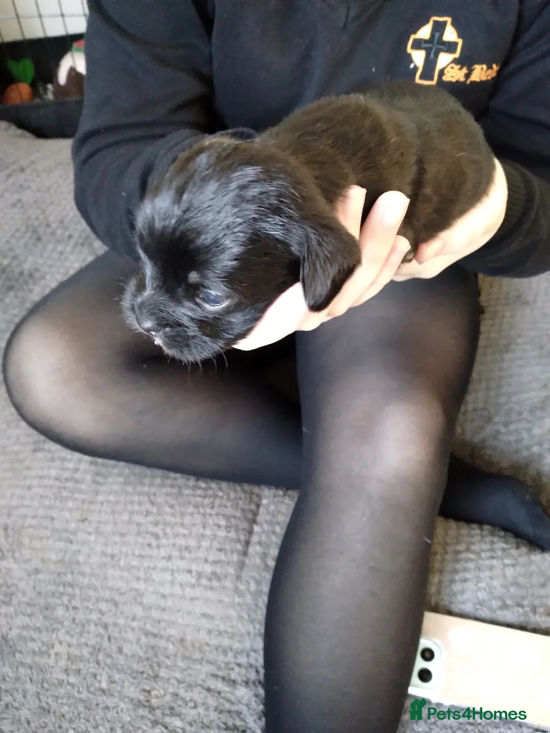 Mixed Breed dogs for sale: Pugapoo puppies  - Advert 2