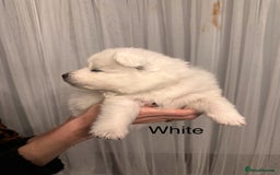 Samoyed dogs for sale: Samoyed Puppies — Ready to Reserve Now! - Image 23
