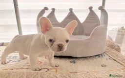 French Bulldog dogs for sale: Stunning platinum and lilac fawn boys and girls - Image 13