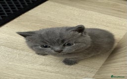 British Shorthair cats for sale: British shorthair kittens “Ready now” - Image 14