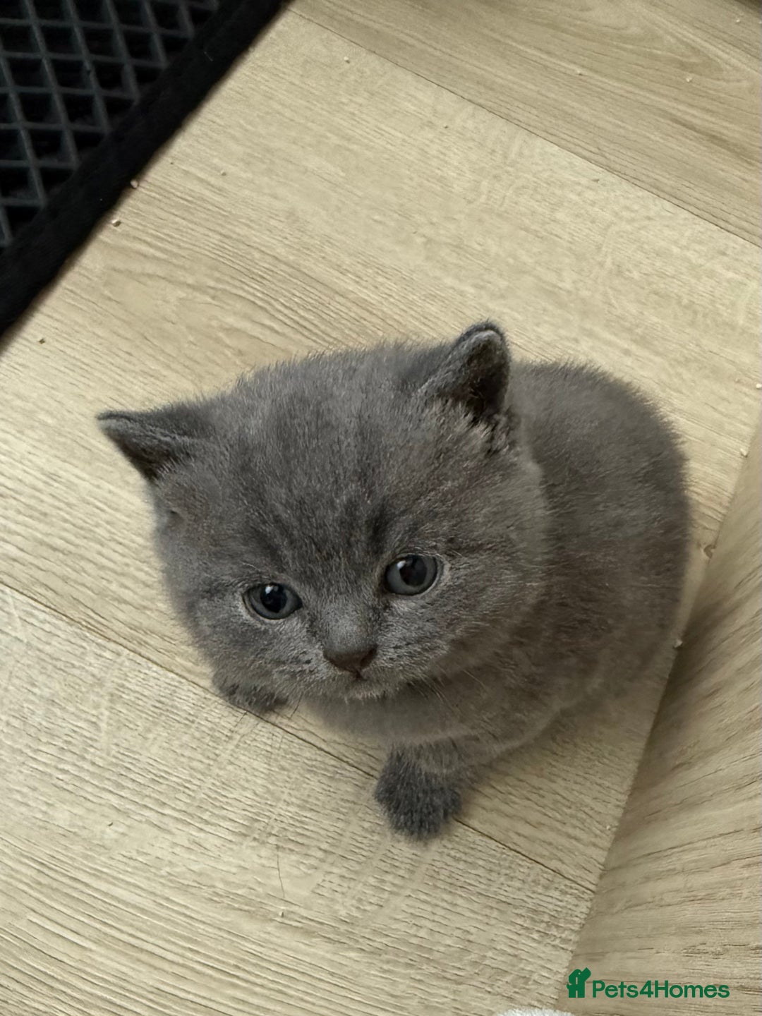 British Shorthair cats for sale: British shorthair kittens “Ready now” - Image 14