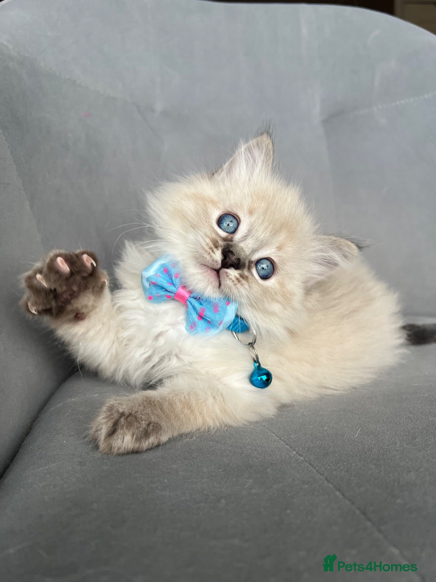 Ragdoll cats Registered Ragdoll kittens for sale - Advert 18