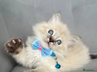 Ragdoll cats Registered Ragdoll kittens for sale - Advert 18