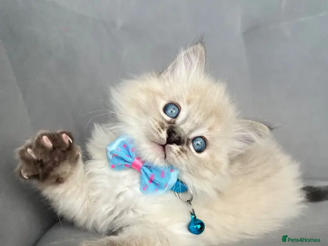 Ragdoll cats Registered Ragdoll kittens for sale - Advert 6