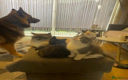 Ragdoll cats for sale: 5 ADORABLE RAGDOLL X KITTENS FOR SALE - Image 3