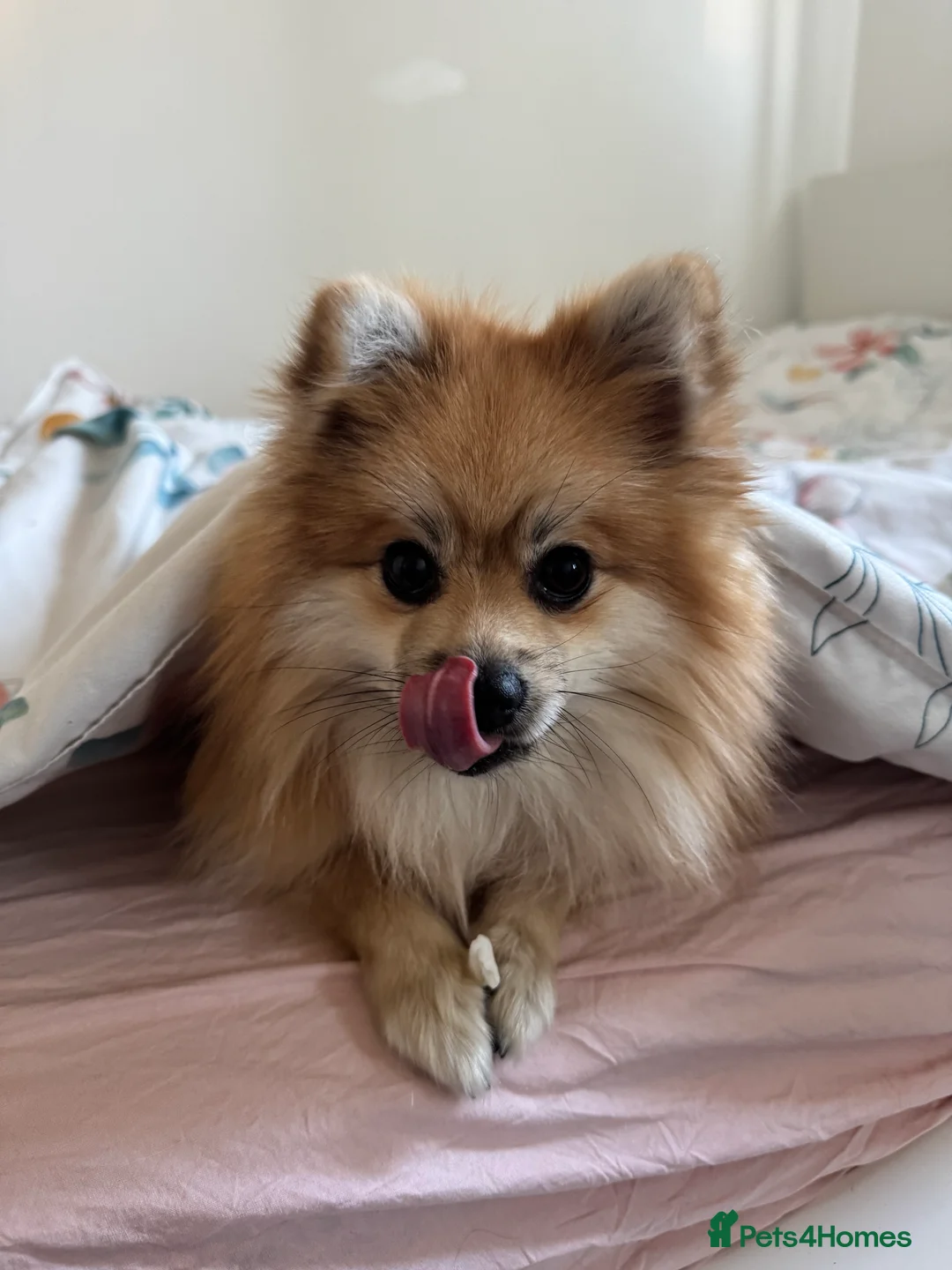 Pomeranian dogs for sale: Simba  - Advert 2