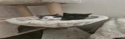 Mixed Breed cats for sale: Queen's 3 little biscuits  - Advert 2