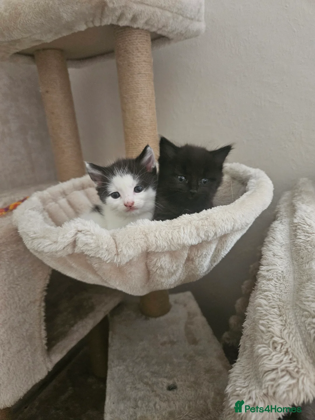 Mixed Breed cats for sale: Queen's 3 little biscuits  - Advert 2