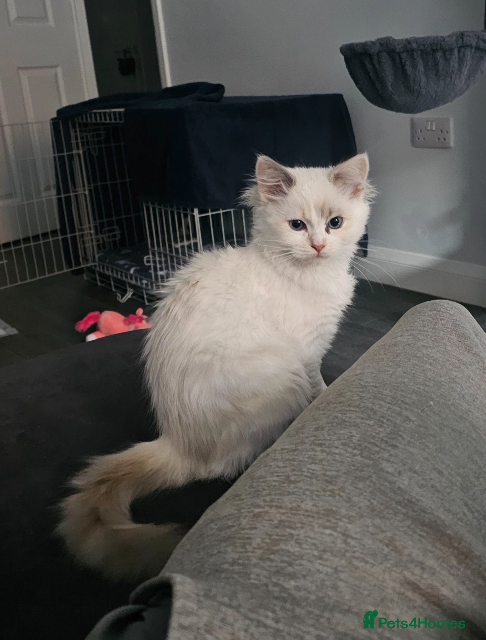 Ragdoll cats 5 Month Ragdoll Girl for Sale - Advert 1