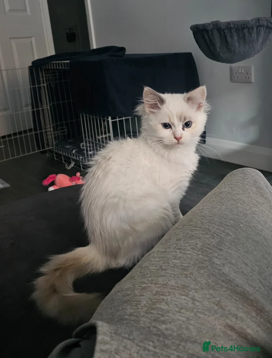 Ragdoll cats for sale: 5 Month Pure Ragdoll Girl for Sale - Advert 1