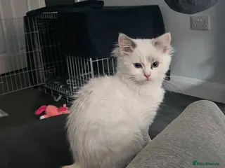 Ragdoll cats 5 Month Ragdoll Girl for Sale - Advert 1