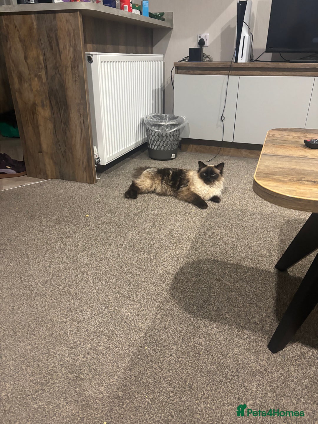 Ragdoll cats for sale: Boy and girl  - Advert 2