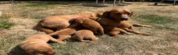 Labrador Retriever dogs for sale: KC Registered Fox Red Labrador Puppies in Cambridge - Advert 8