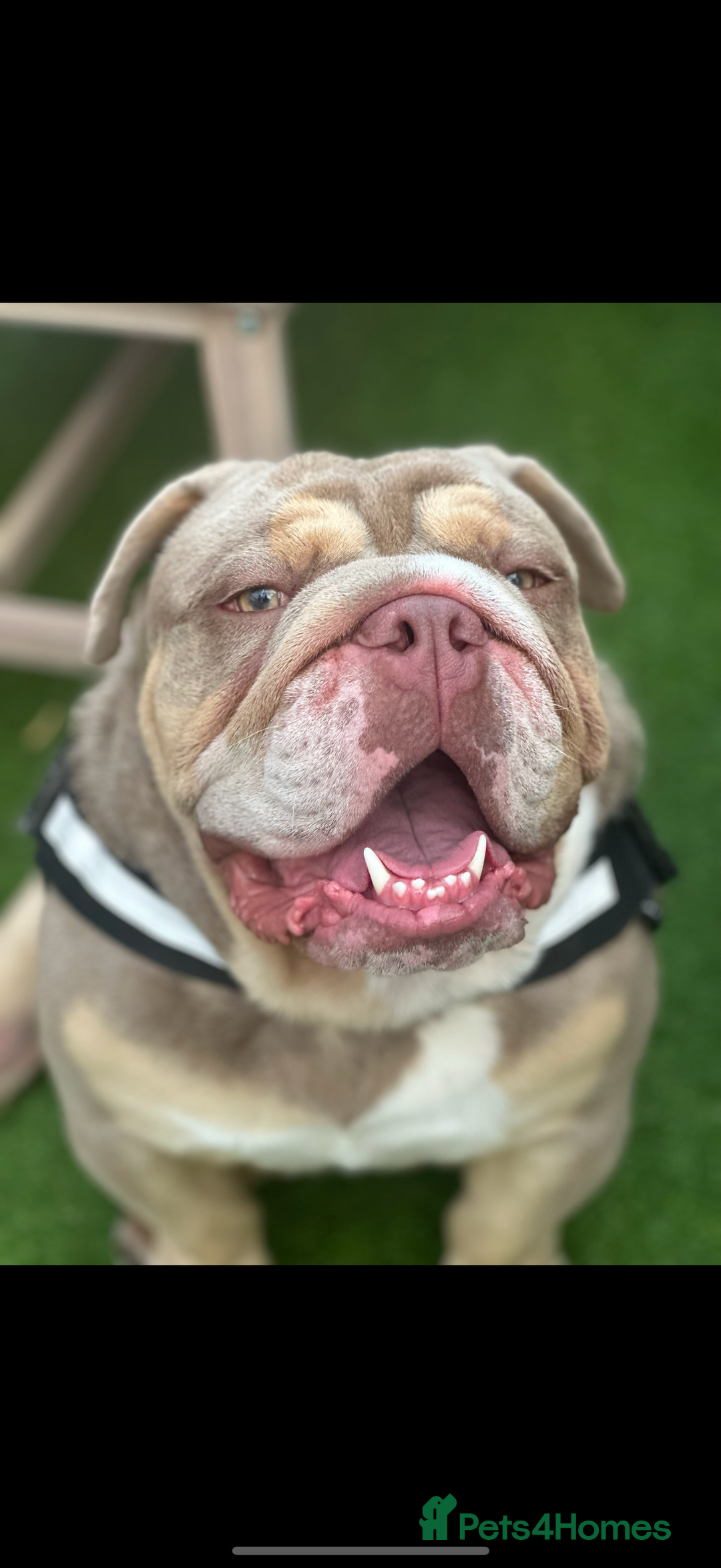 English Bulldog dogs for sale: English lilac bulldogs  - Advert 3