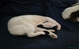 Mixed Breed cats for sale: Two male cats - Image 2
