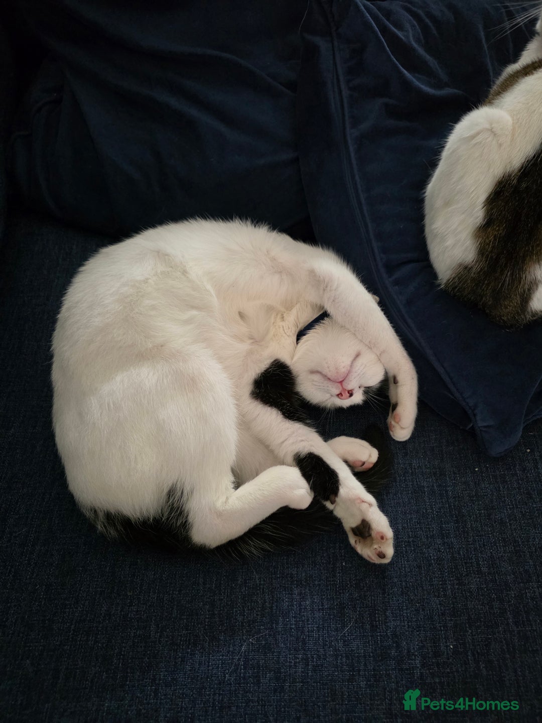 Mixed Breed cats for sale: Two male cats - Image 2
