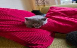 Scottish Fold cats for sale: 4 lovely kittens looking for new family  - Image 27