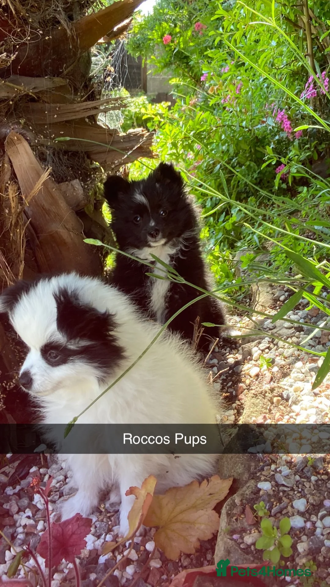 Pomeranian dogs for stud: Pomeranian stud *proven*  in Weston-super-Mare - Advert 6