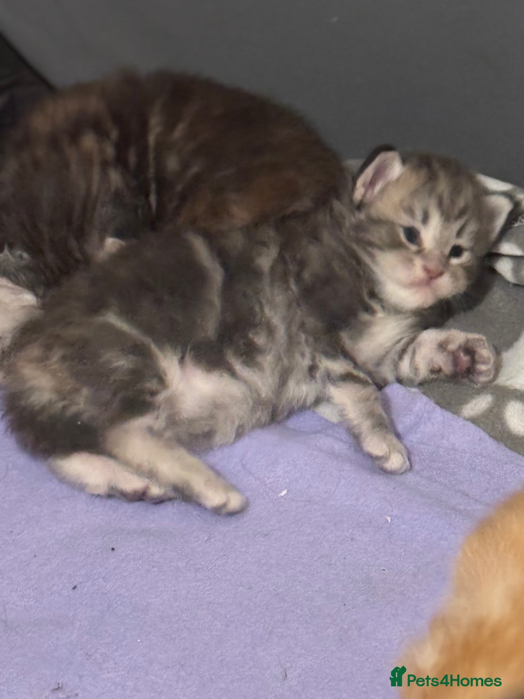Maine Coon cats for sale: 3 week old mainecoon kittens - Advert 2