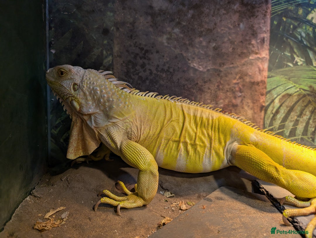 Iguana reptiles for sale: Albino Female Iguana - very friendly - Image 3