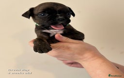 Boxer dogs for sale: 9 Beautiful Boxer Pups - Available from 22/12/2025 - Advert 24
