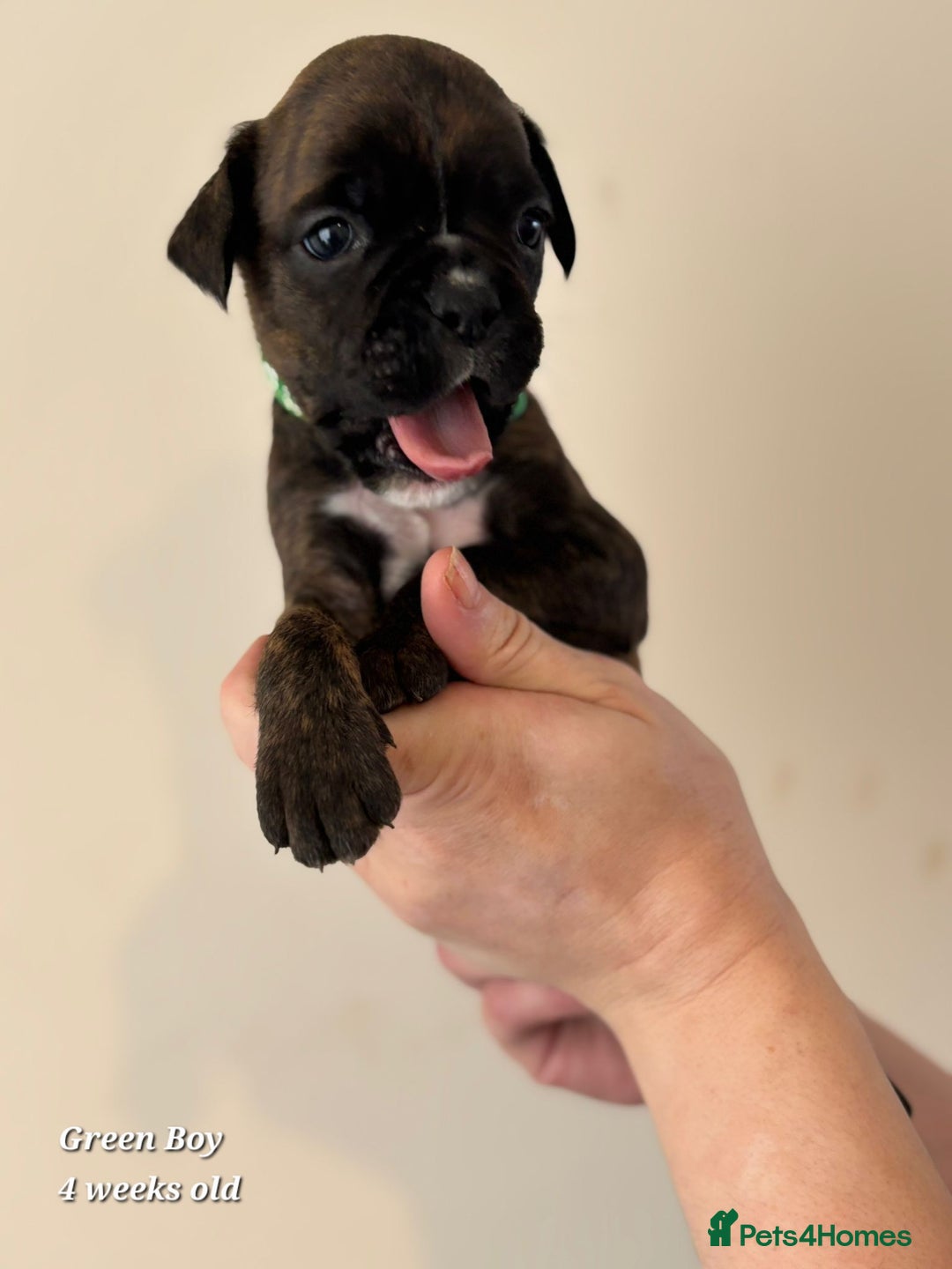 Boxer dogs for sale: 9 Beautiful Boxer Pups - Available from 22/12/2025 - Advert 24