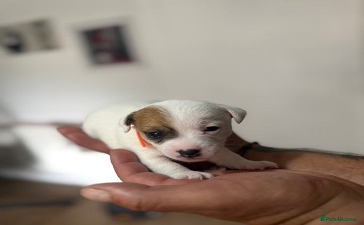 Jack Russell dogs - Advert 2