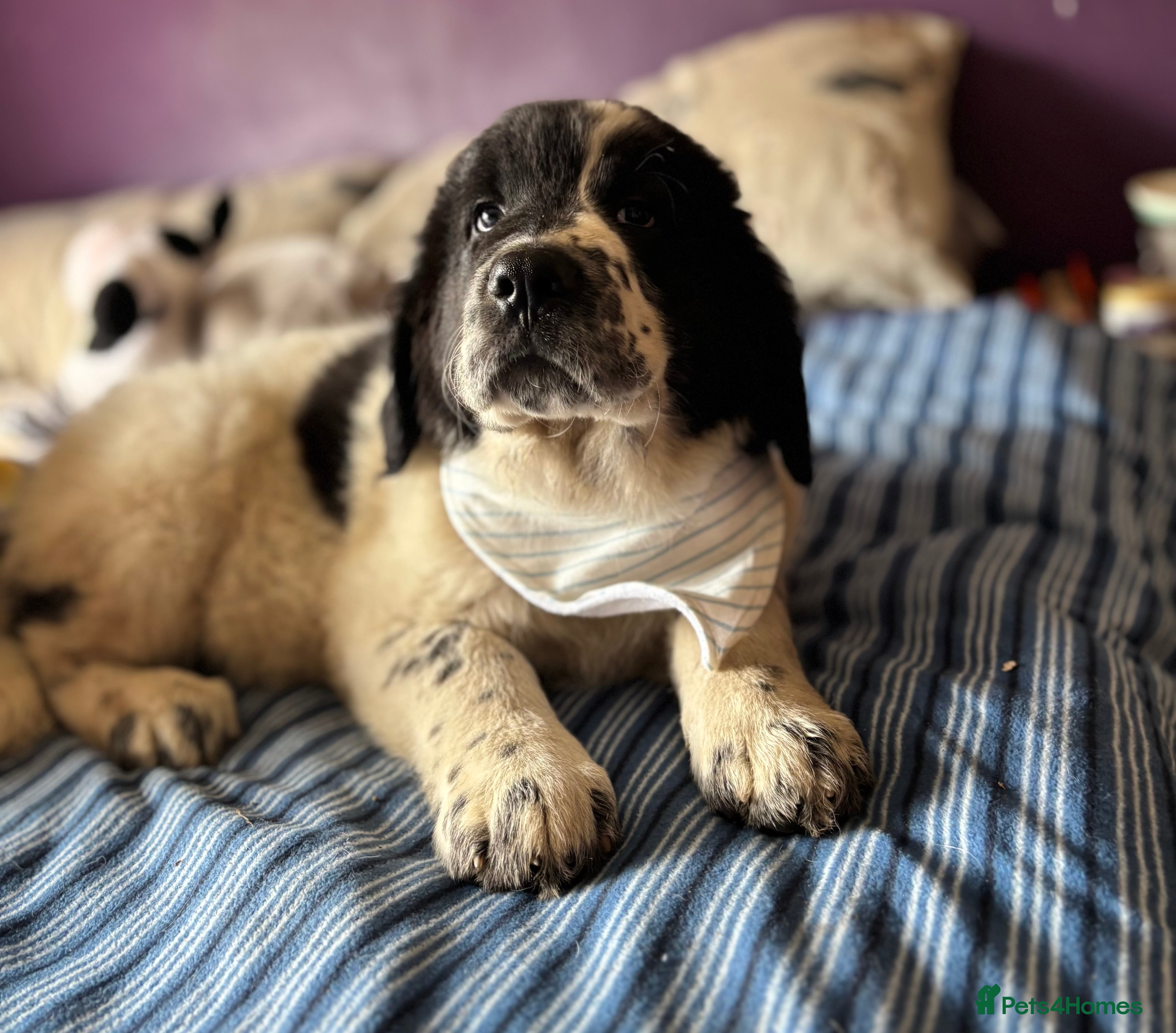 Mixed Breed dogs READY NOW 12 week Newfoundland shepherd puppies  - Advert 1
