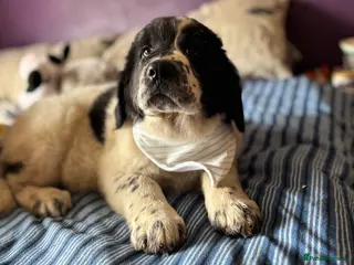 Mixed Breed dogs READY NOW 12 week Newfoundland shepherd puppies - Advert 1
