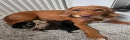Mixed Breed dogs for sale: f1b beaglepoos - Advert 15
