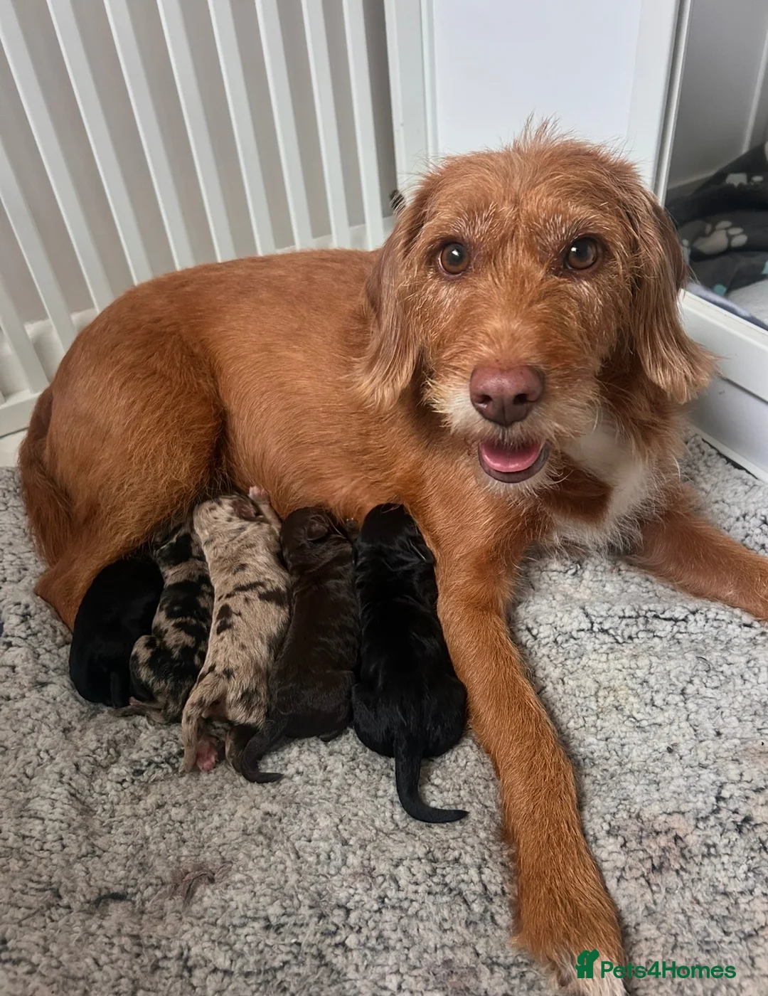 Mixed Breed dogs for sale: f1b beaglepoos - Advert 15