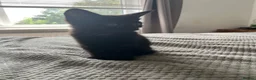 Mixed Breed cats for sale: 3 kittens for sale ready for new home  - Advert 6