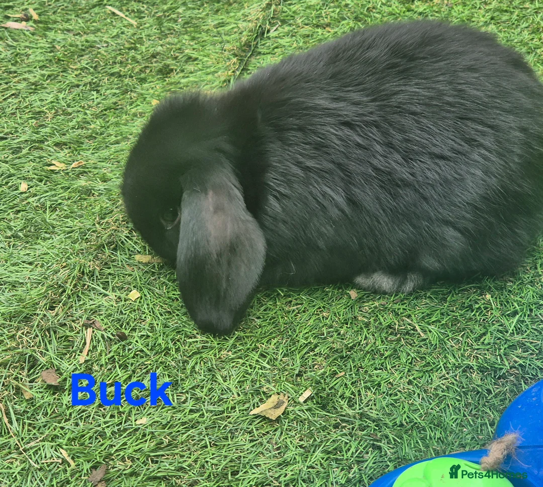 Mini Lop rabbits for sale: Litter of mini lops ready 20th March  - Advert 2