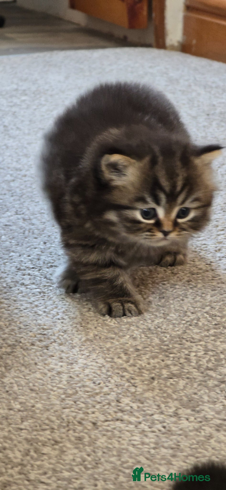 Brazilian Shorthair cats for sale: Tabby British shorthair  - Advert 4