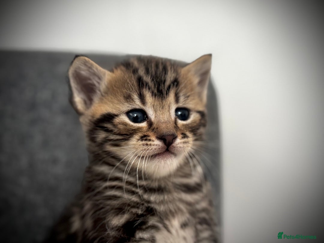 Mixed Breed cats for sale: 🌟 Exquisite Ragdoll × Bengal Kittens 🌟 - Advert 33