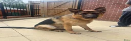 German Shepherd dogs for sale: Beautiful KC registered German Shepherd Boy in Hatfield - Advert 3