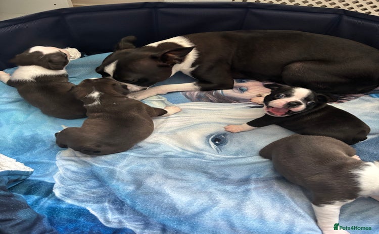 Boston Terrier dogs - Advert 1