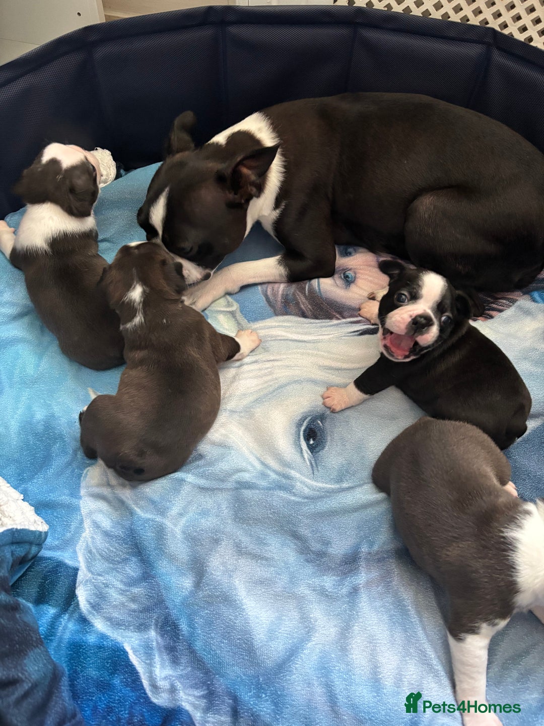 Boston Terrier dogs for sale: KC Registered 🐕❤️🏠 Puupy 🐕💙🏠Boston Terrier  - Image 1
