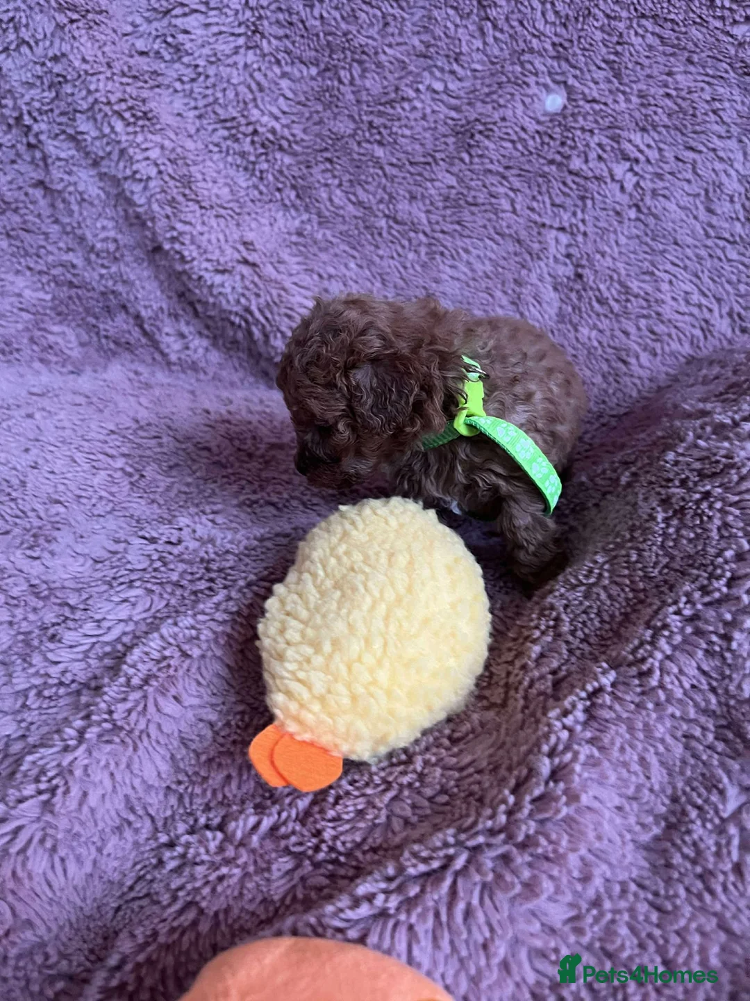 Miniature Poodle dogs for sale: Miniature Poodles!!! with 400 Health Tests!!! - Advert 32