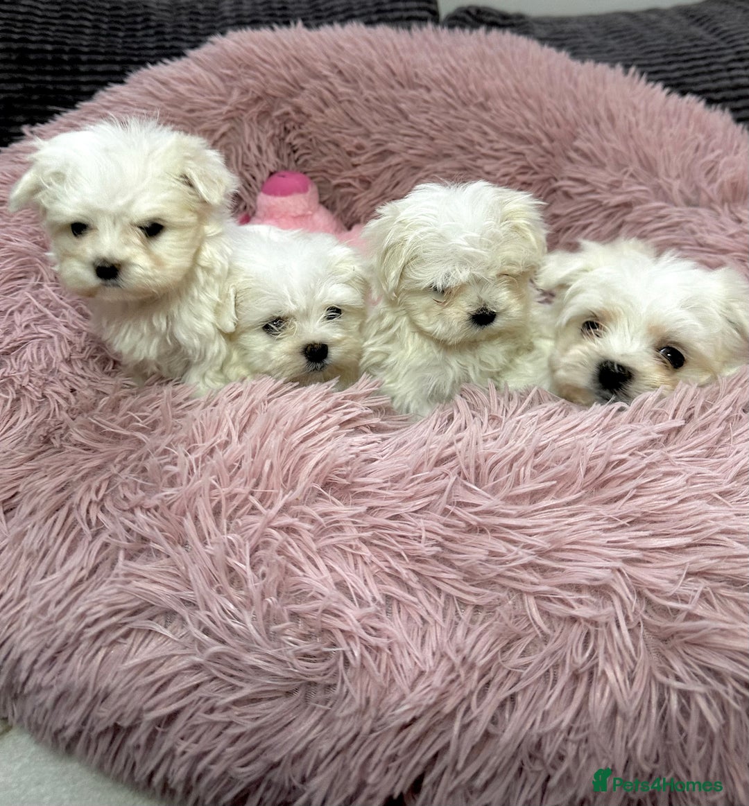 Maltese dogs for sale: Maltese puppies - Advert 11