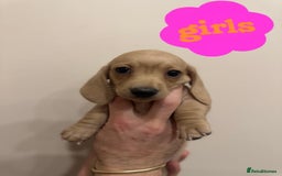 Miniature Dachshund dogs for sale: Daschund puppies  - Image 4