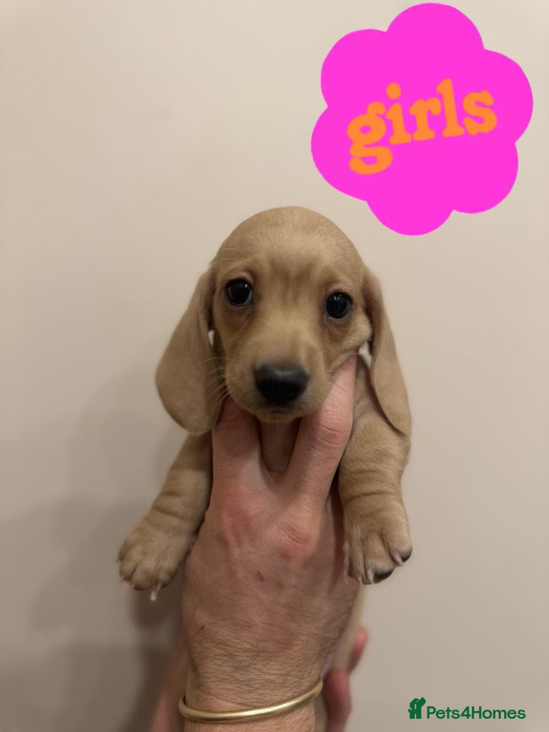 Miniature Dachshund dogs for sale: Daschund puppies  - Image 4