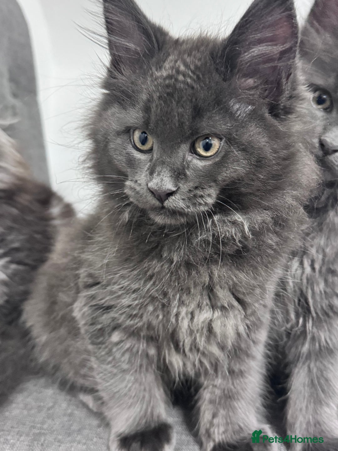 Maine Coon cats for sale: 3 Gorgeous Maine Coon Kittens – Fully Vet-Checked - Advert 5